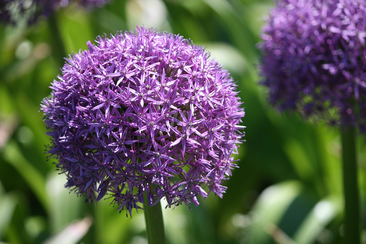 boston public garden  purple flowers  allium free photo