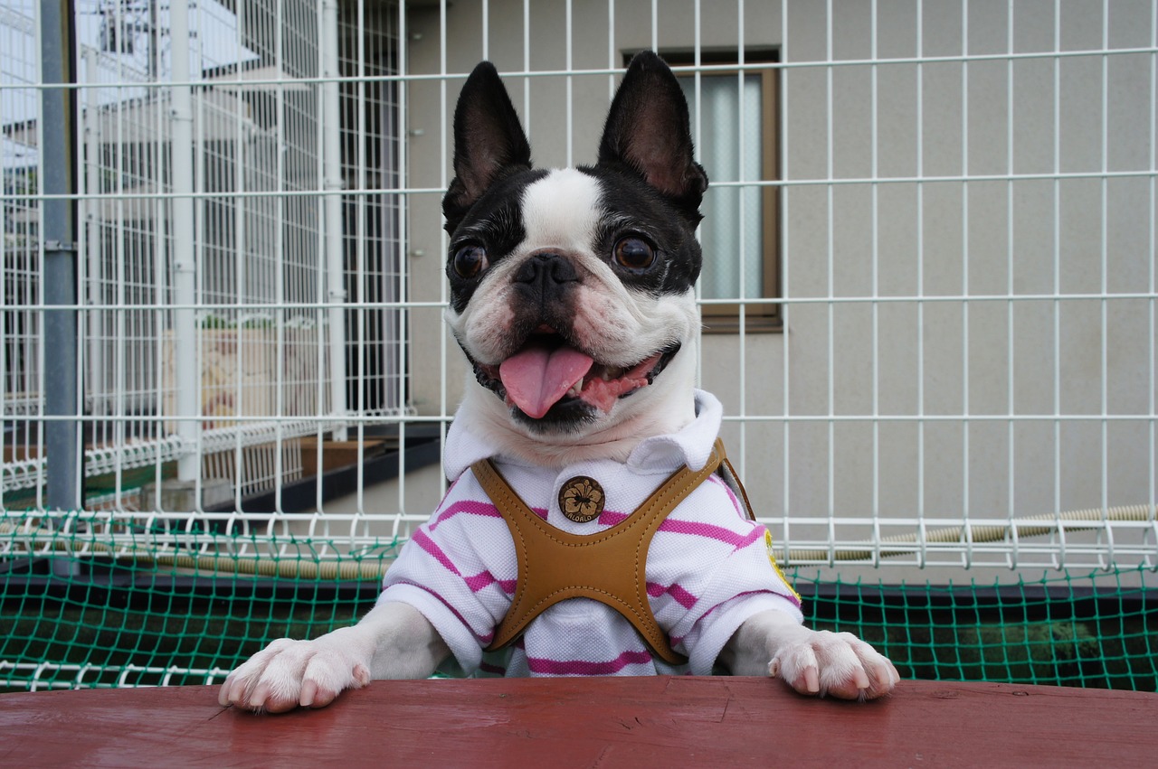 boston terrier pet dog free photo