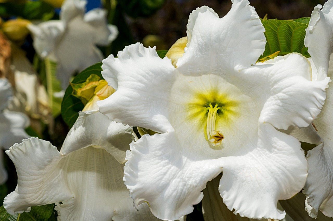 botanic garden puerto vallarta flower free photo