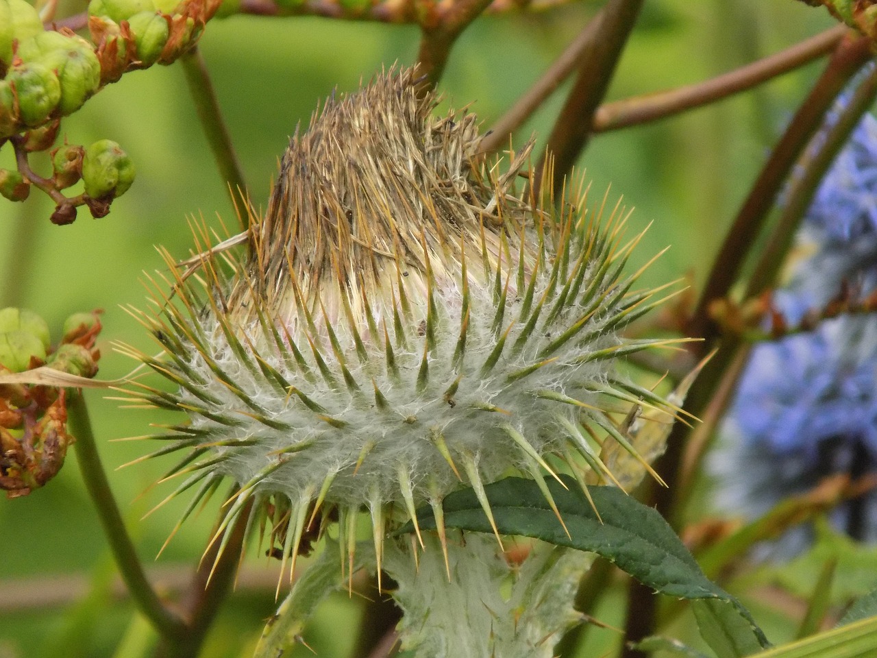 botanic gardens inverness flower free photo