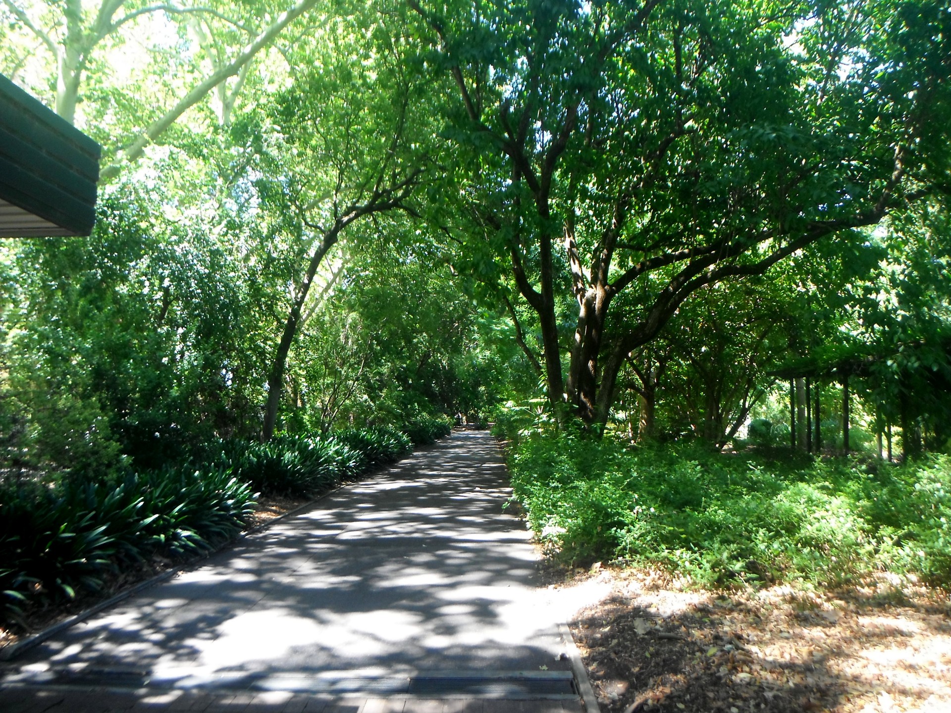 botanic park trees path free photo