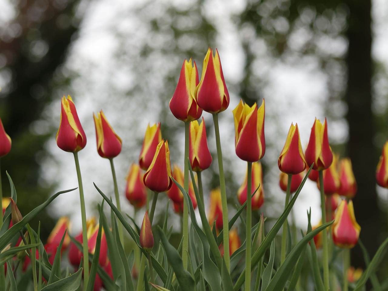 botanic tulips flowers color free photo