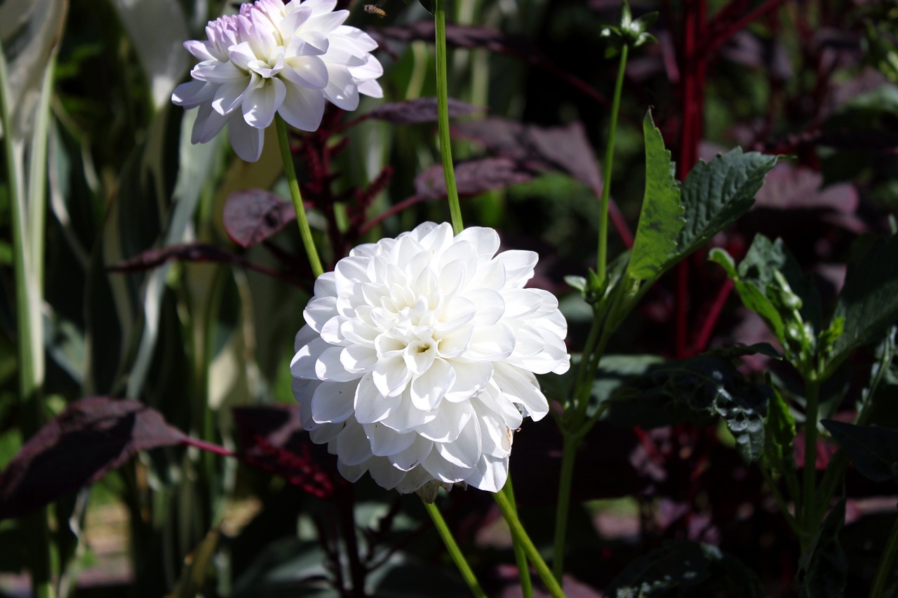 botanical dahlia dalia free photo