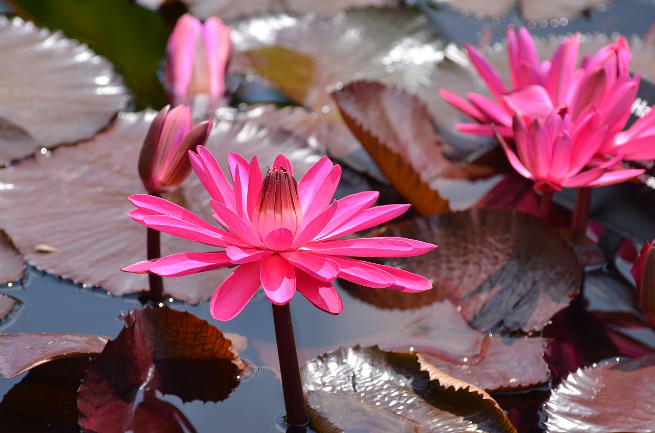 botanical waterlilies flowers free photo