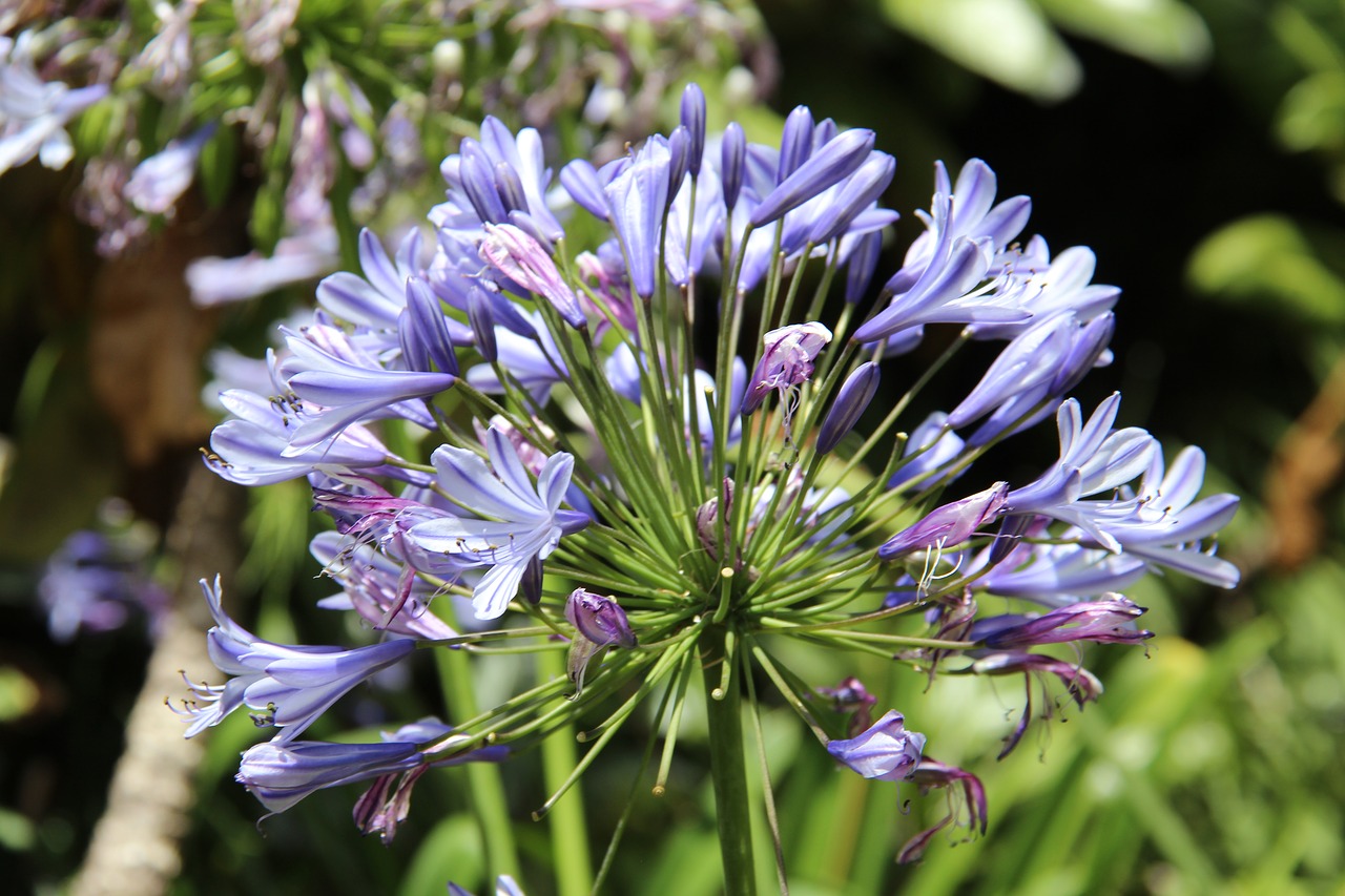 botanical garden flowers free photo