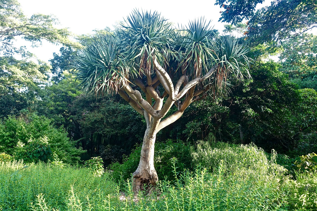 botanical tree banksia free photo