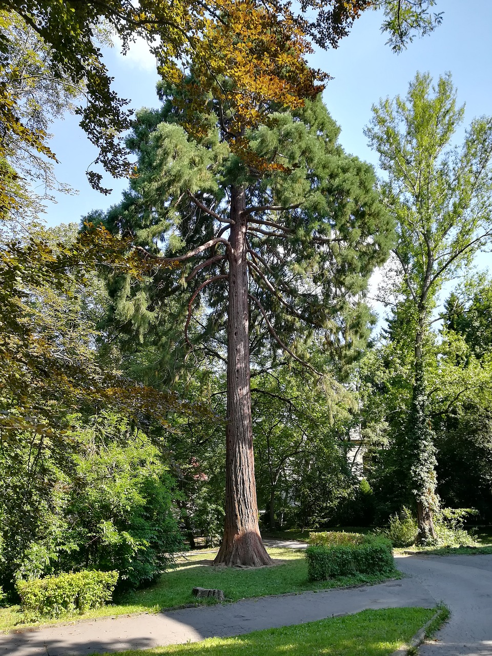 botanical garden trees free photo