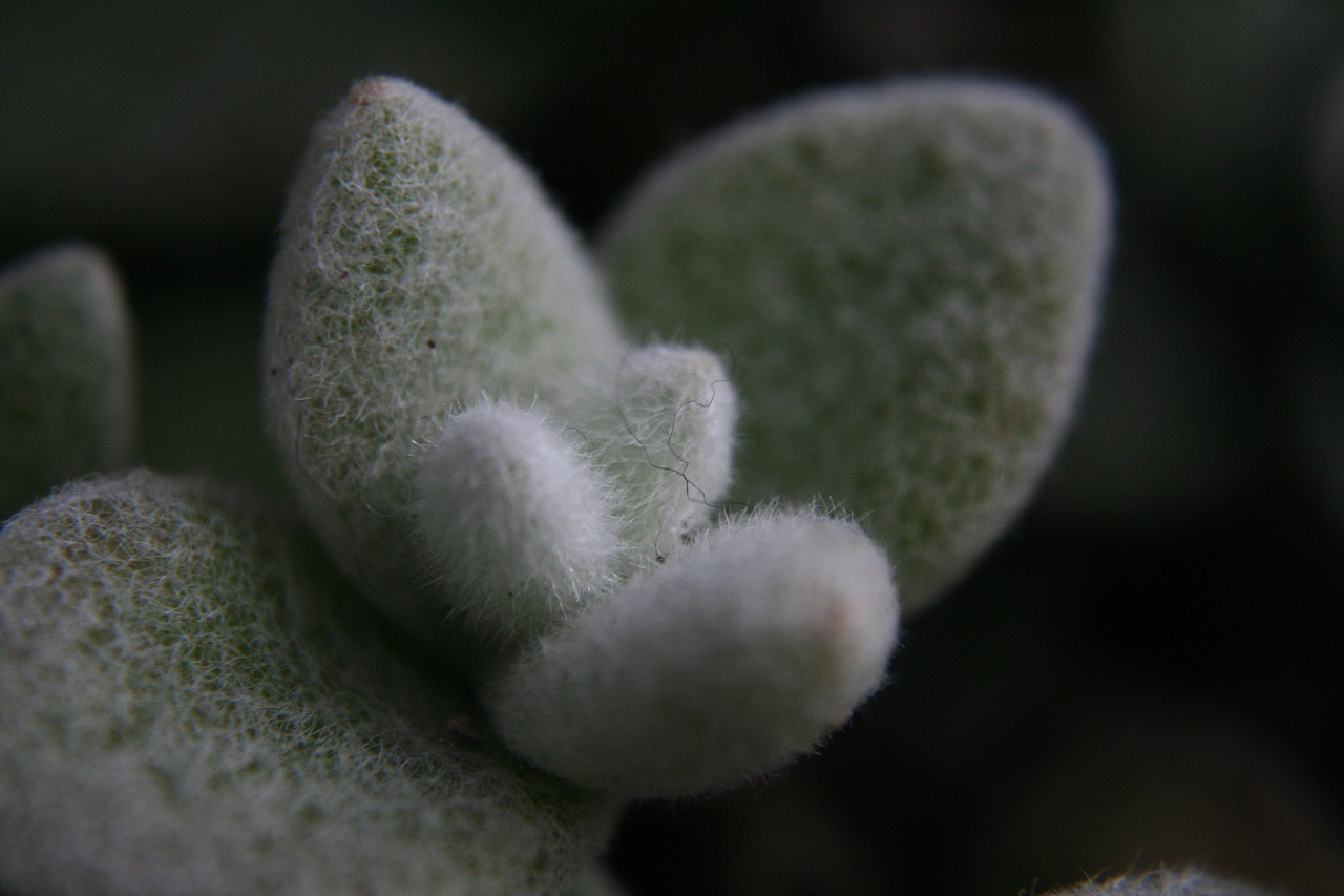 botanical  garden  berlin free photo