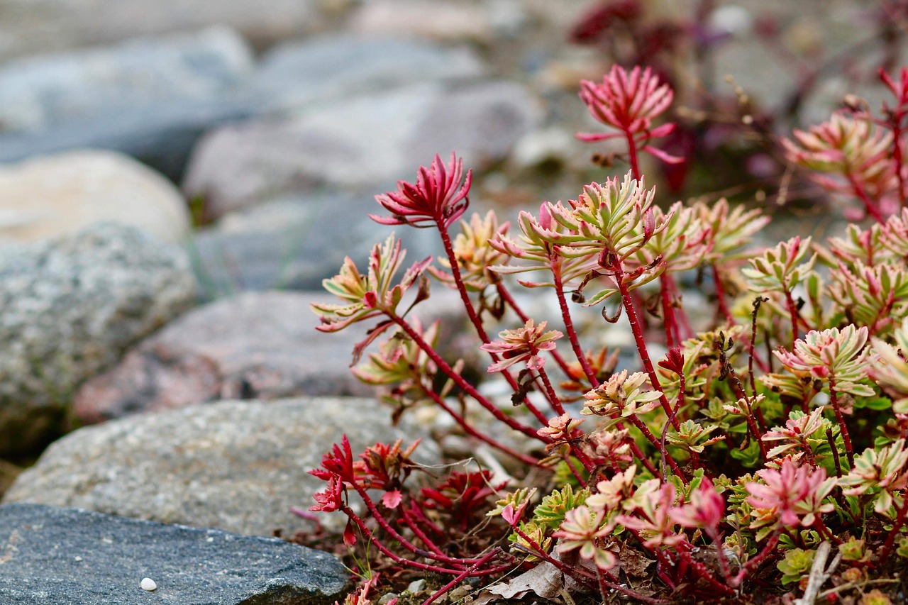 botanical  garden  nature free photo