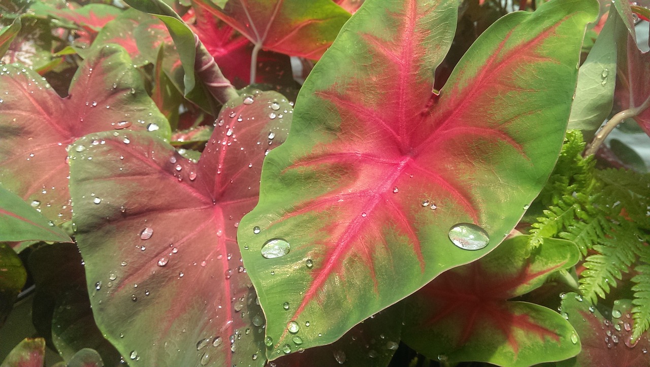 botanical leaves nursery free photo