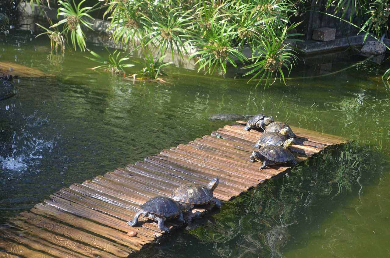 turtles botanical garden rio de janeiro free photo