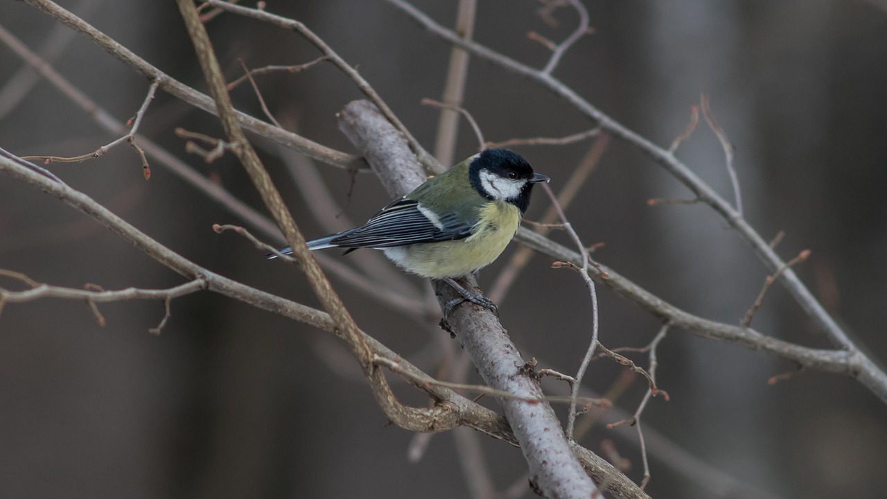 tit botanical garden nature free photo