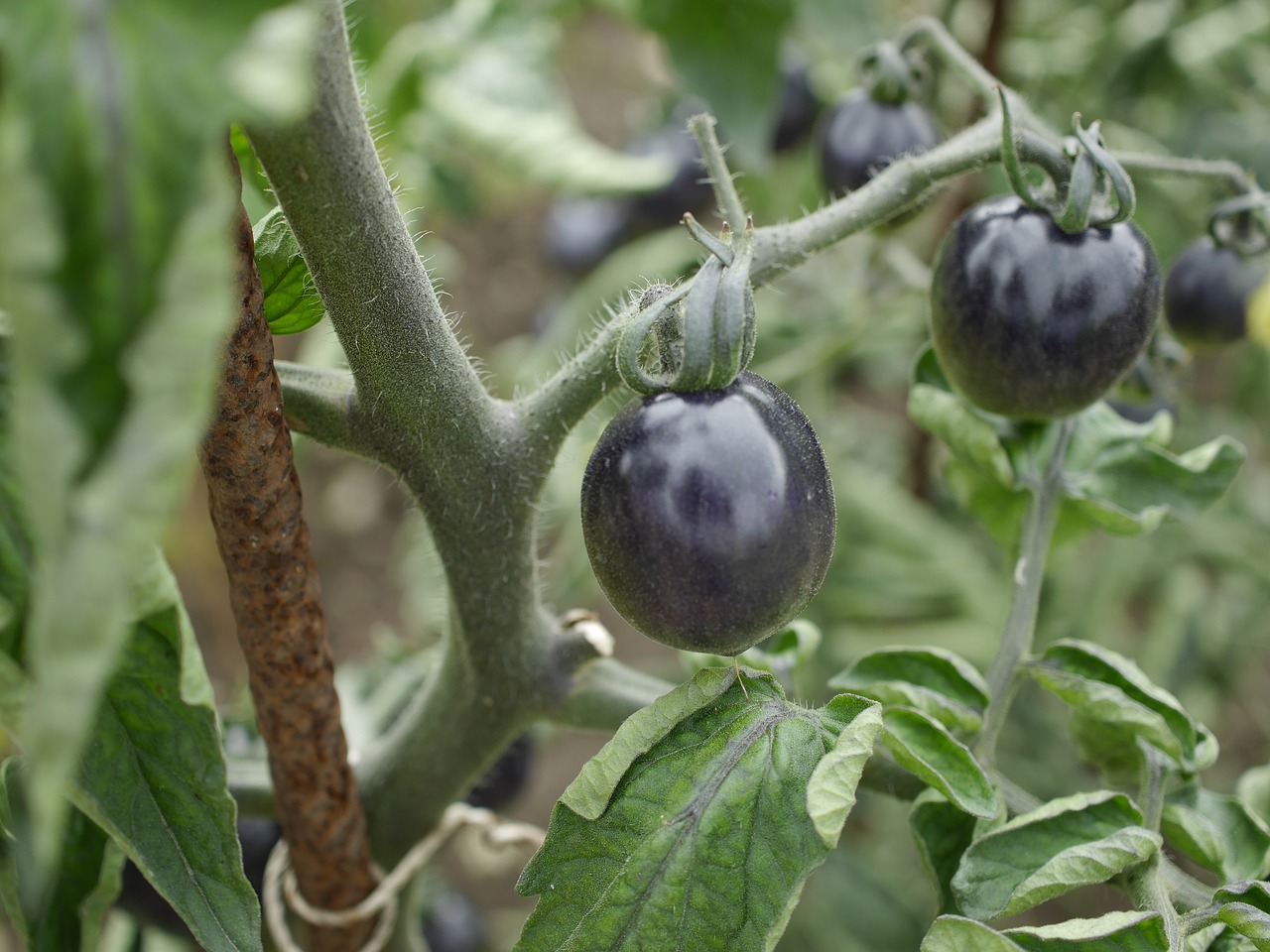 botanical garden black tomato macro free photo