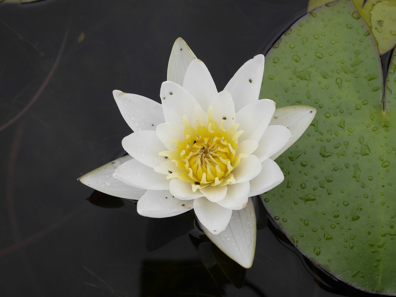 botanical garden water lily macro free photo