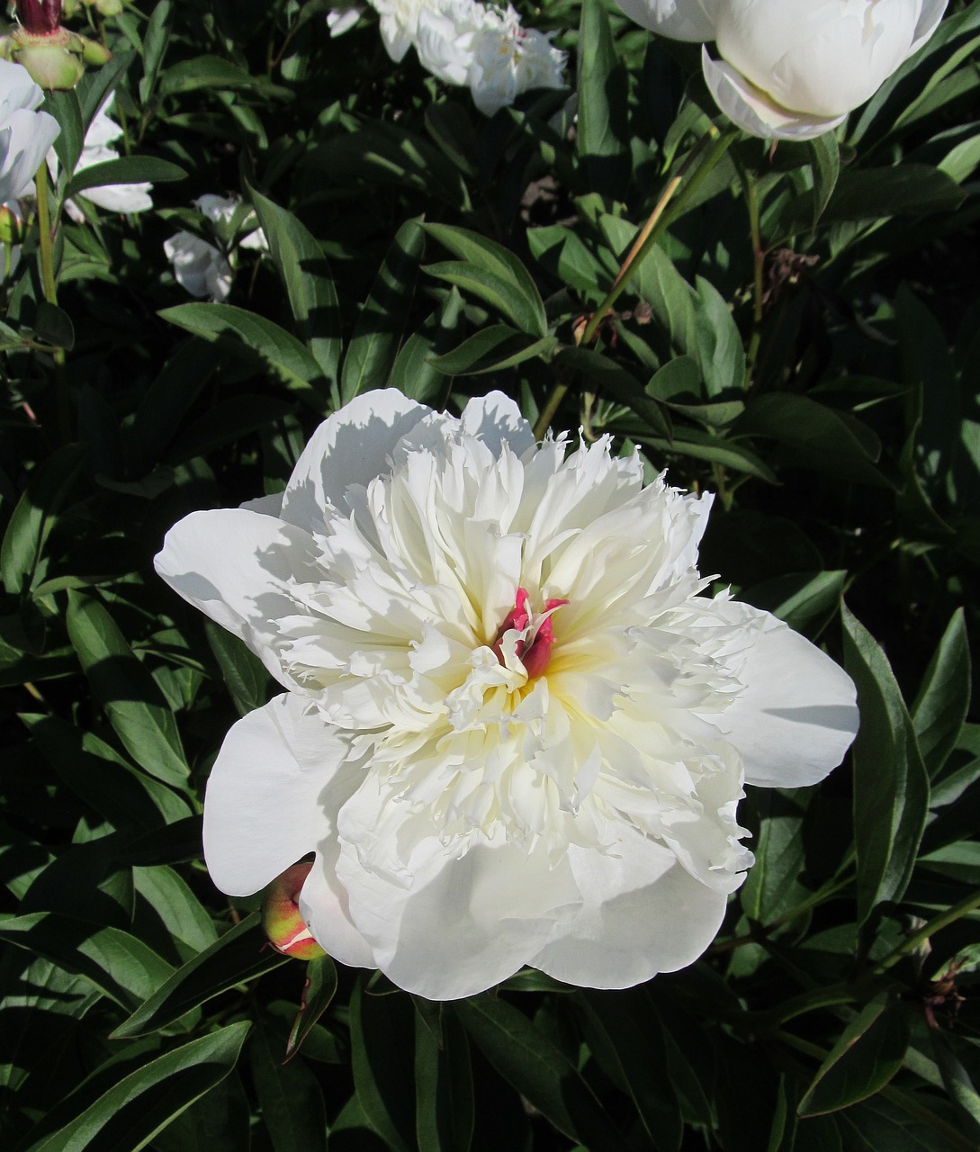 botanical garden  boat  flower free photo