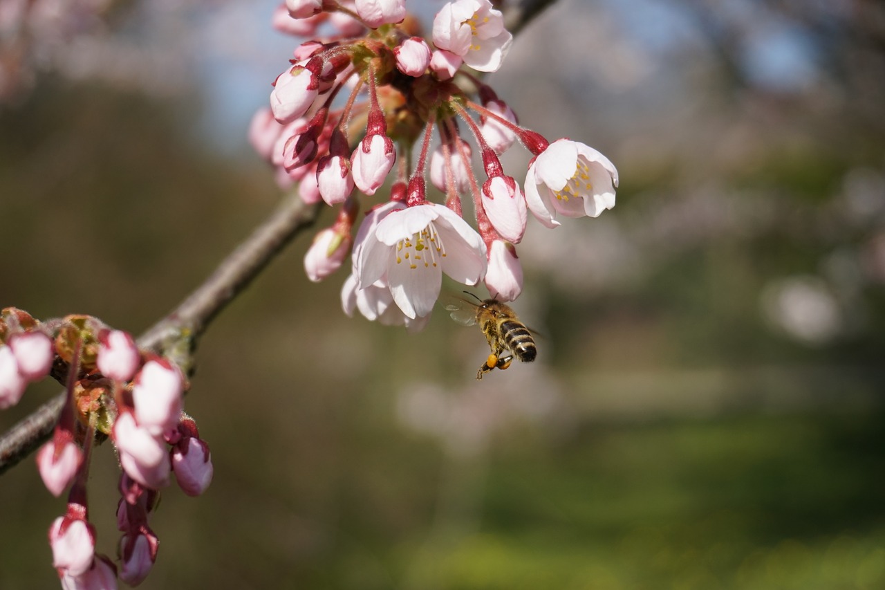 botanical garden  bee  tokyo cherry free photo