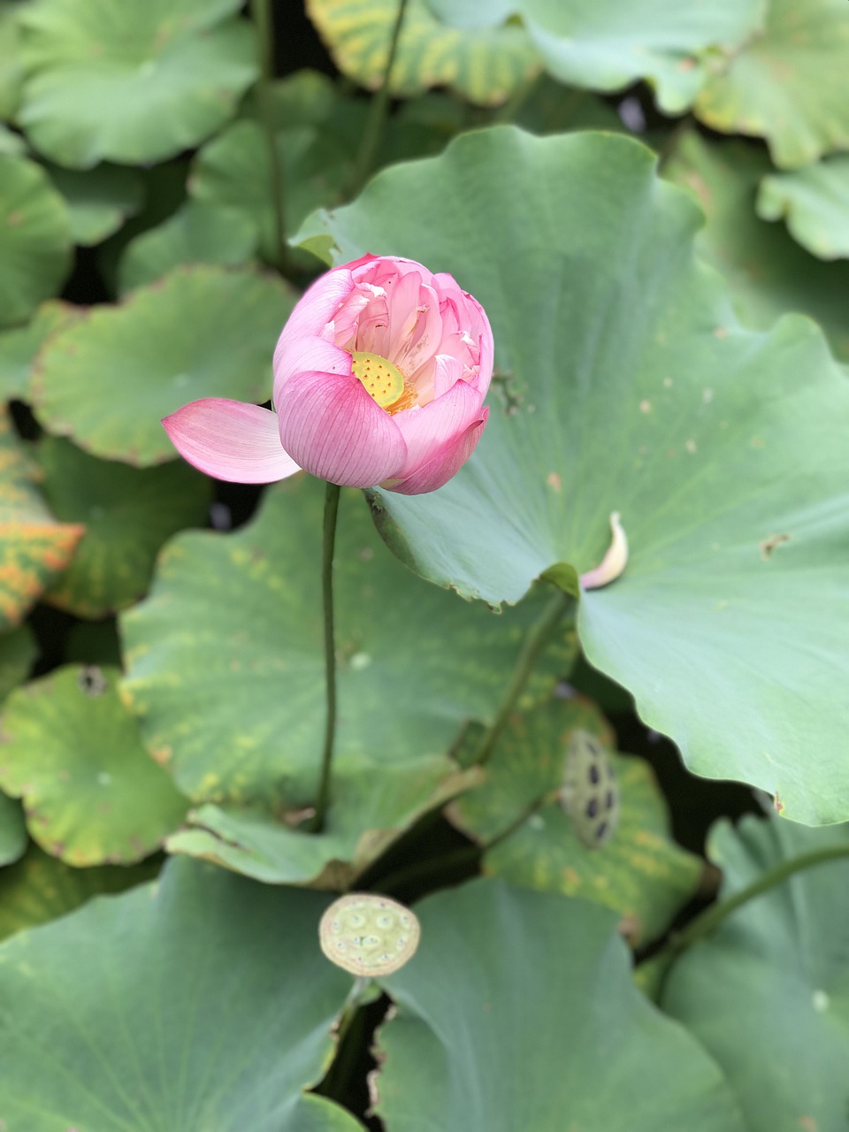 botanical garden  flower  lotus free photo