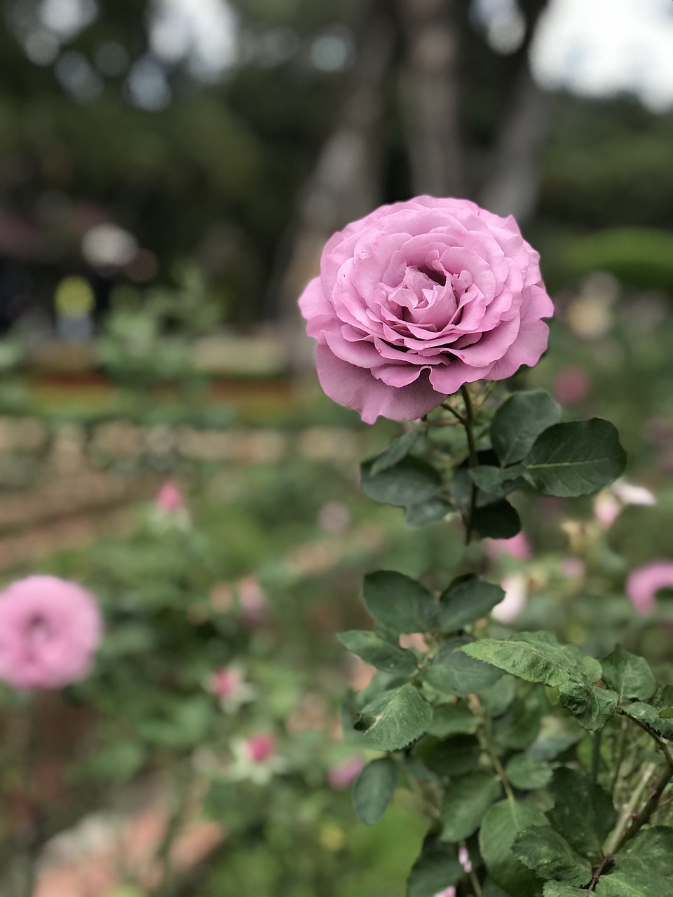 botanical garden  flower  pink red free photo