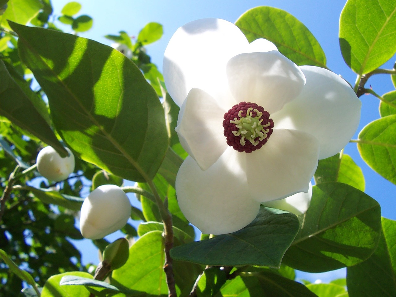 botanical garden flower white free photo