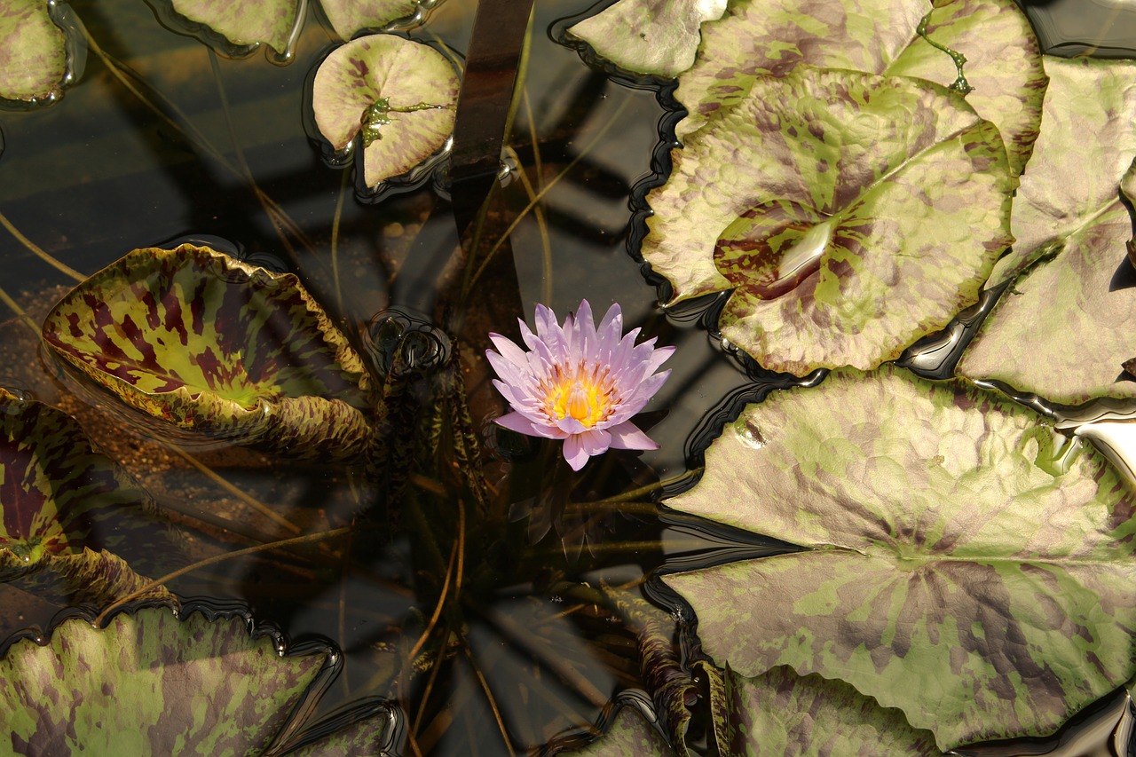 botanical garden augsburg water lily pond free photo