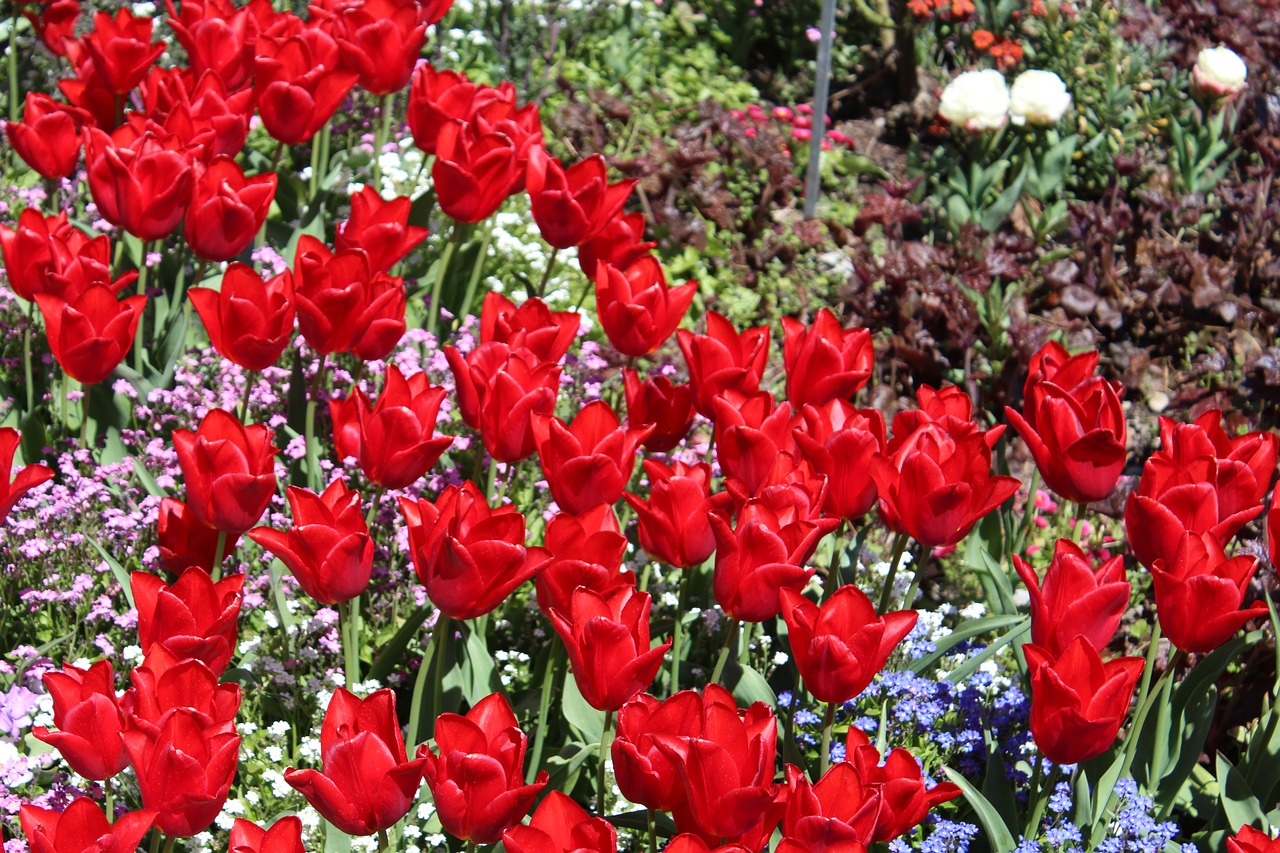 botanical garden augsburg red tulips flower garden free photo