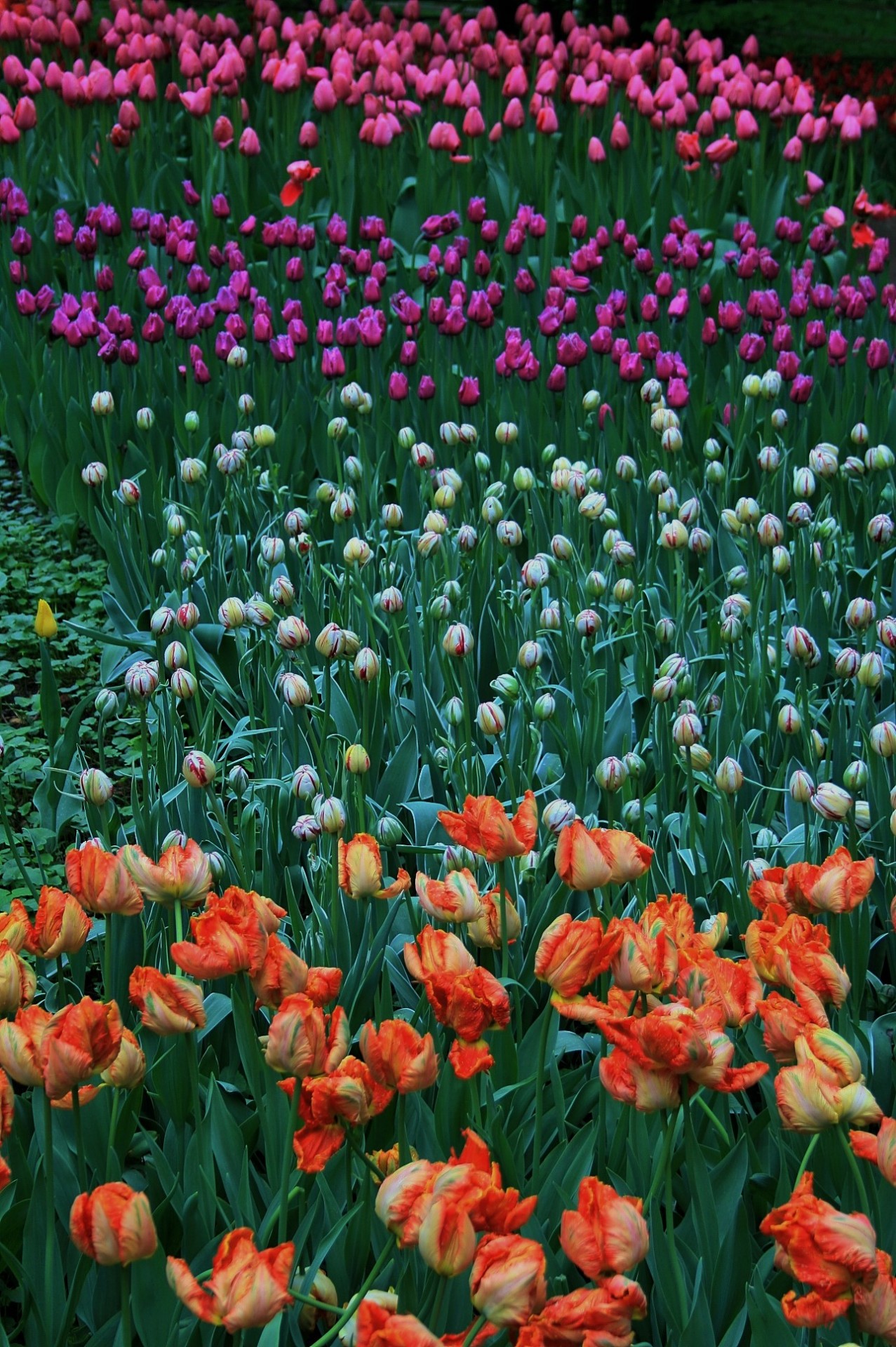 flowers tulips orange free photo