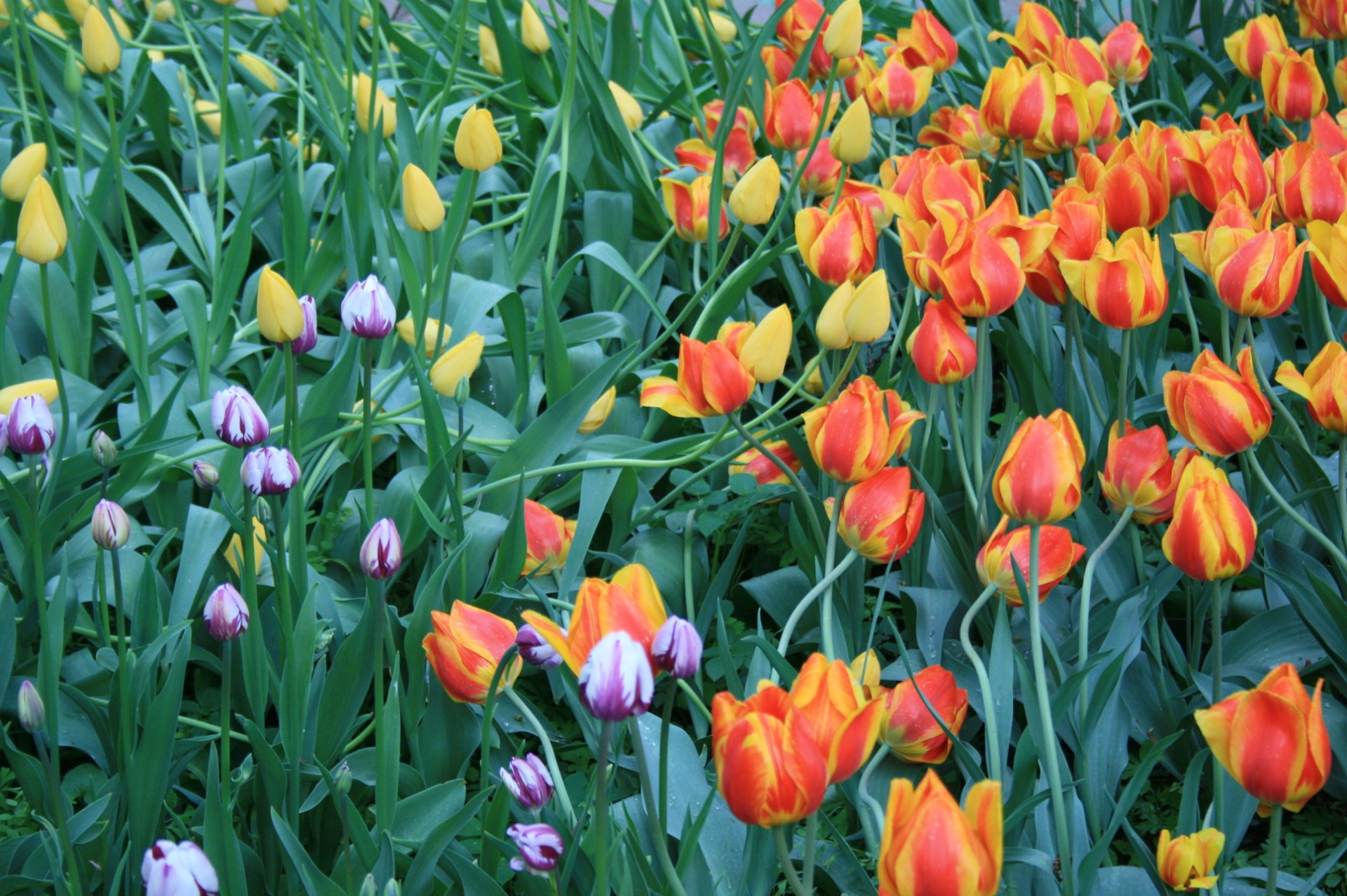 garden bed flowers free photo