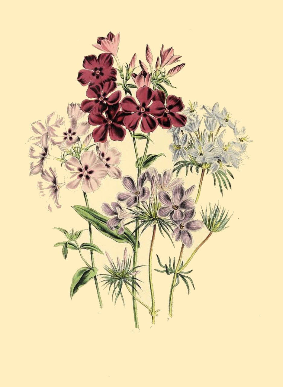 botanical print  antique  flora free photo
