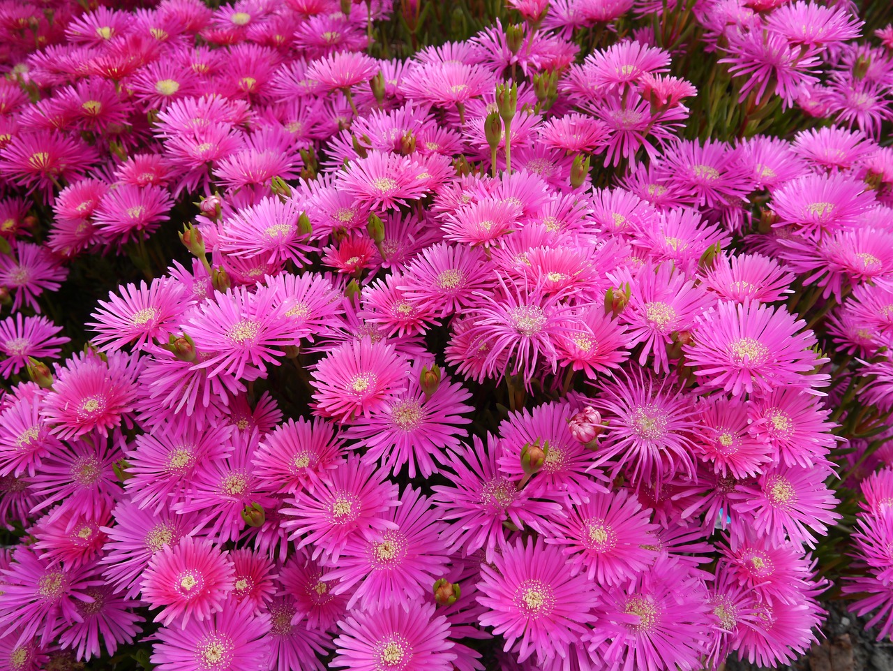 matsubagiku flowers pink free photo