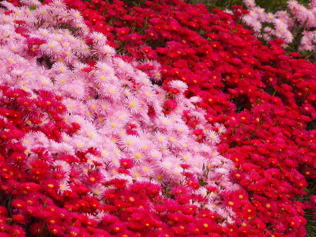 matsubagiku flowers red free photo