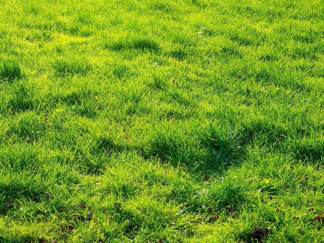 botany field grass free photo