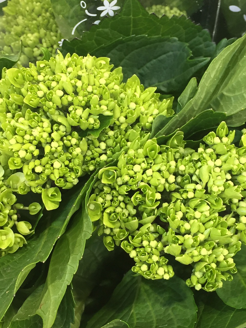 botany hydrangea flower free photo