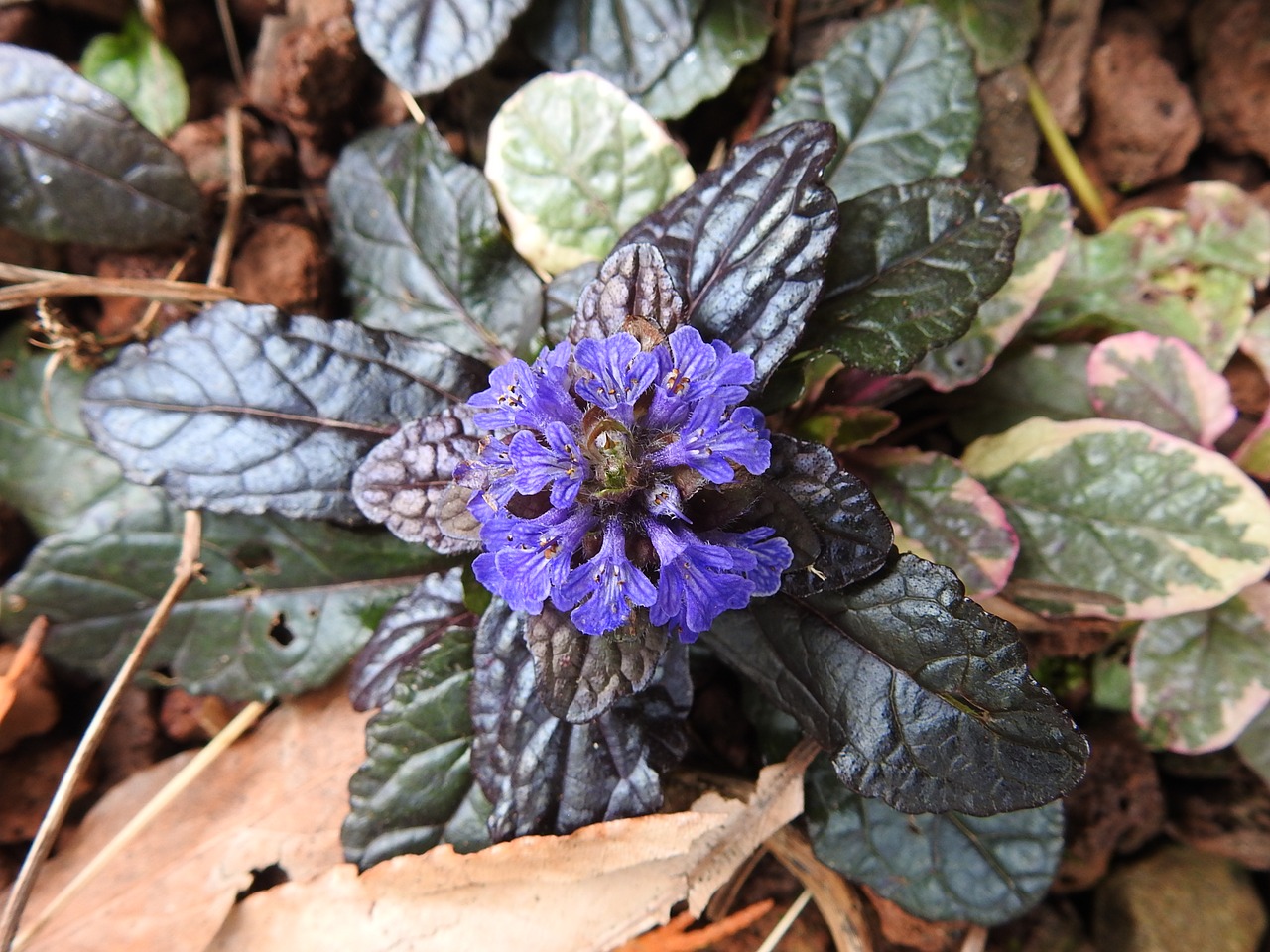 botany blue flower plants flowering free photo