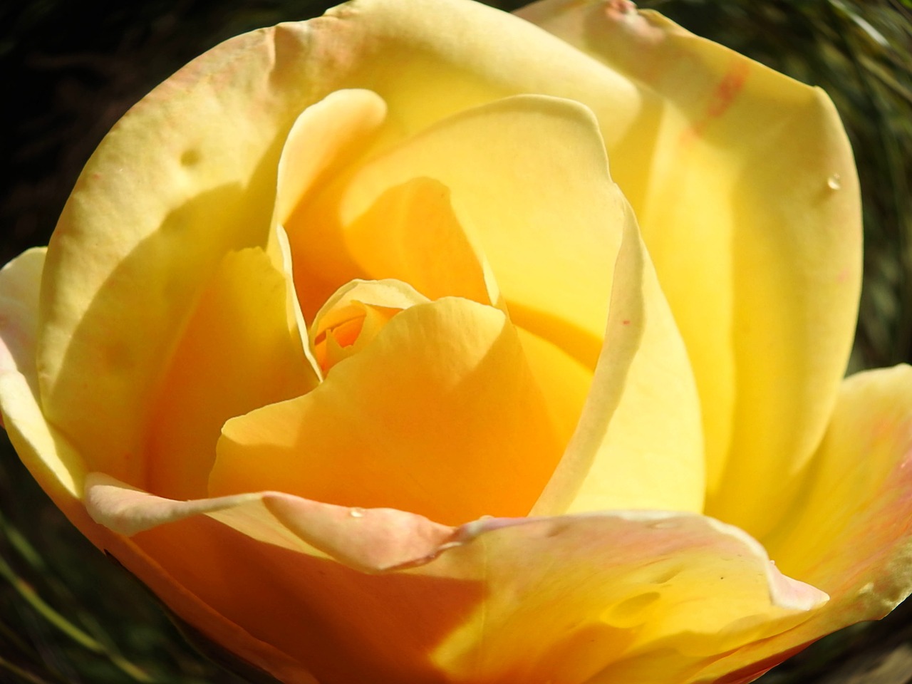 botany yellow flower yellow rose free photo