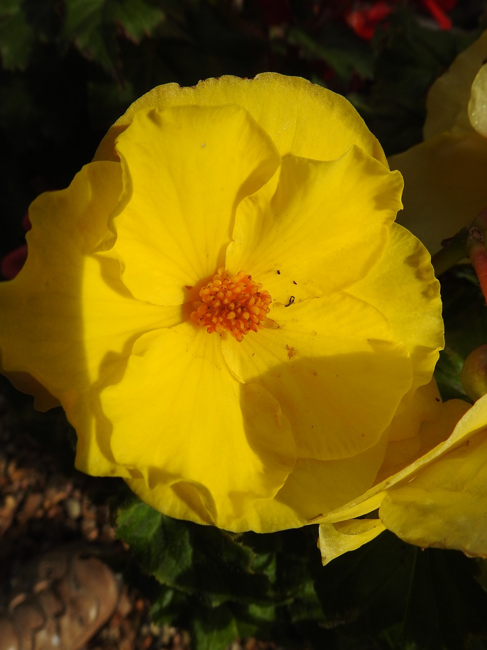 botany yellow flower plants flowering free photo