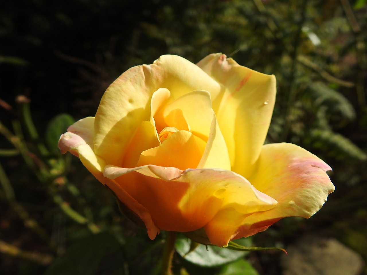 botany yellow flower yellow rose free photo