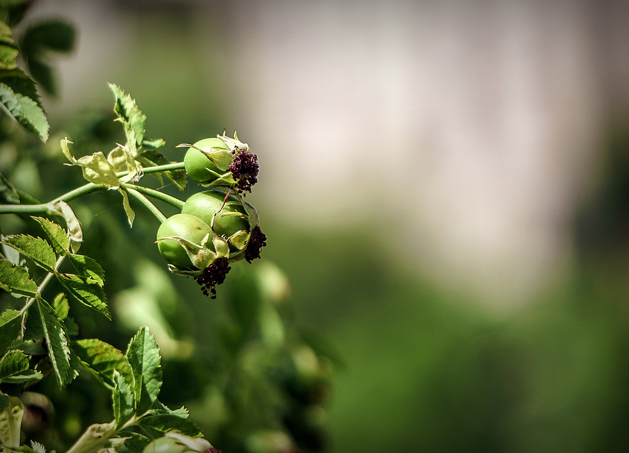 botany  nature  berries free photo