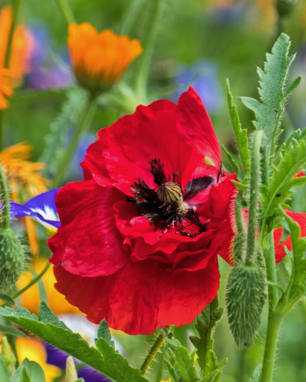 botany  poppy  colorful flowers free photo