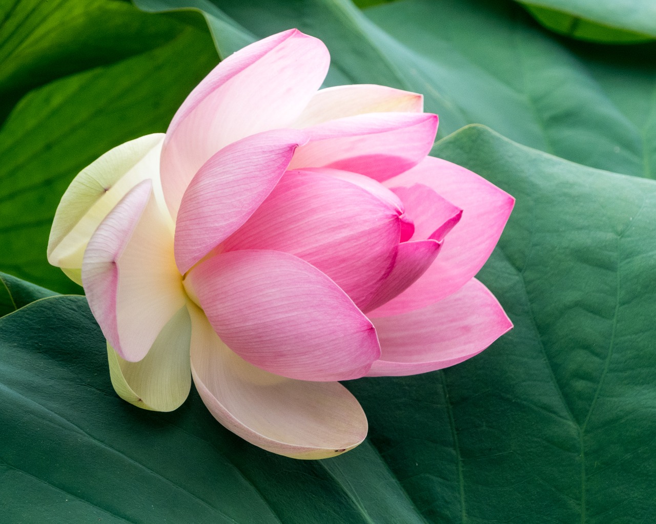 botany  lotus  flower free photo