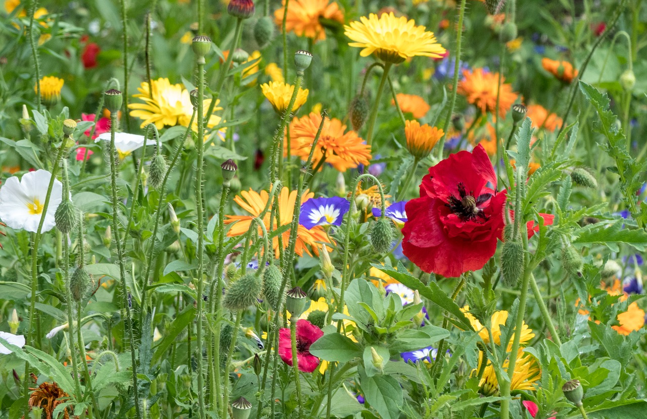 botany  flower  blossom free photo