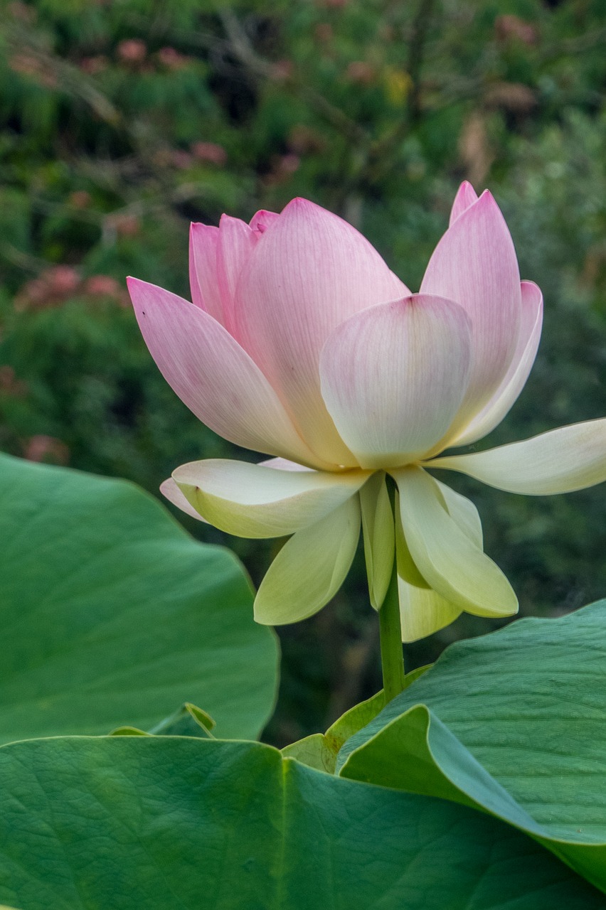 botany  flower  blossom free photo