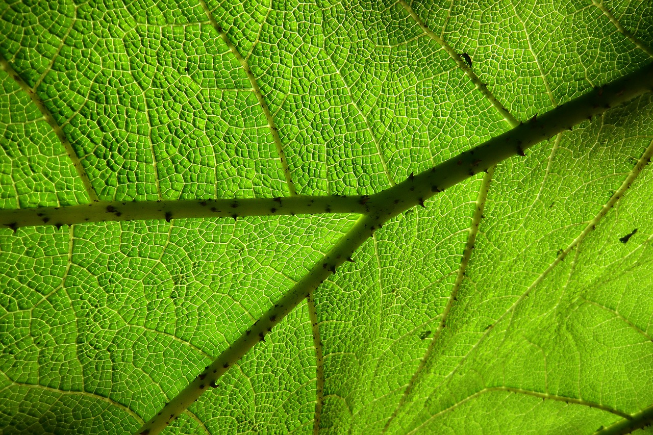 botany leaves green free photo