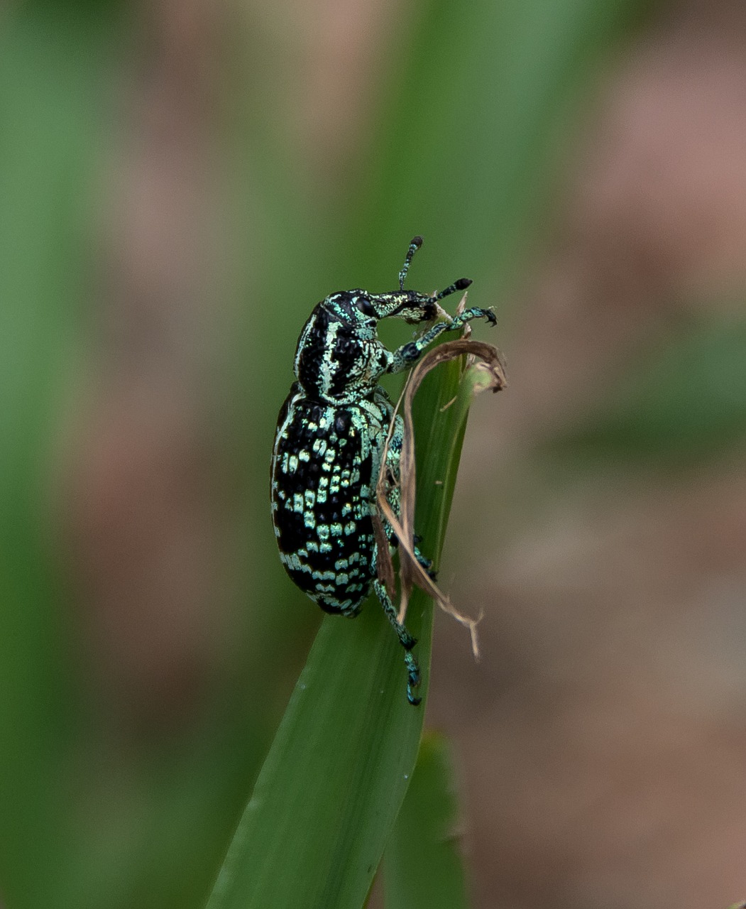 botany bay weevil diamond beetle chrysolopus spectabilis free photo