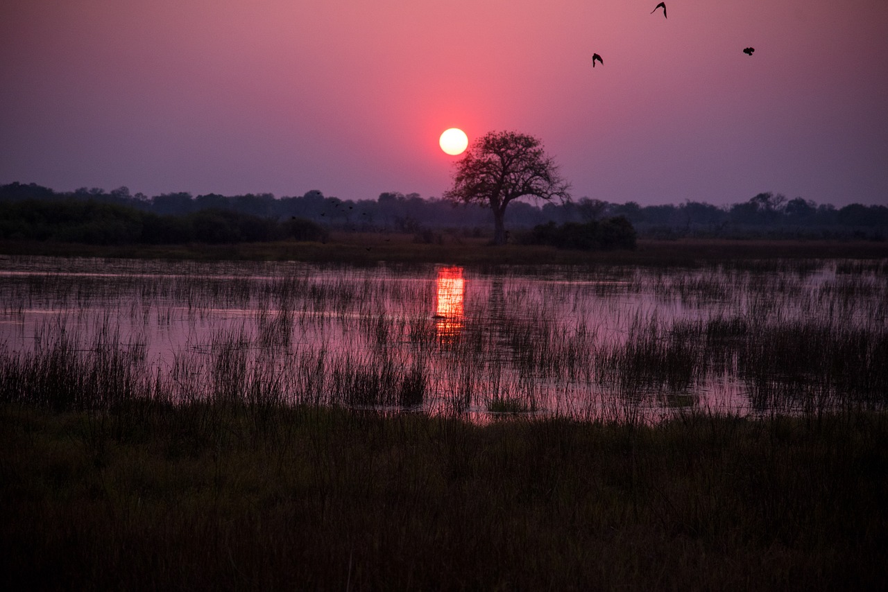 botswana sunrise crimson free photo