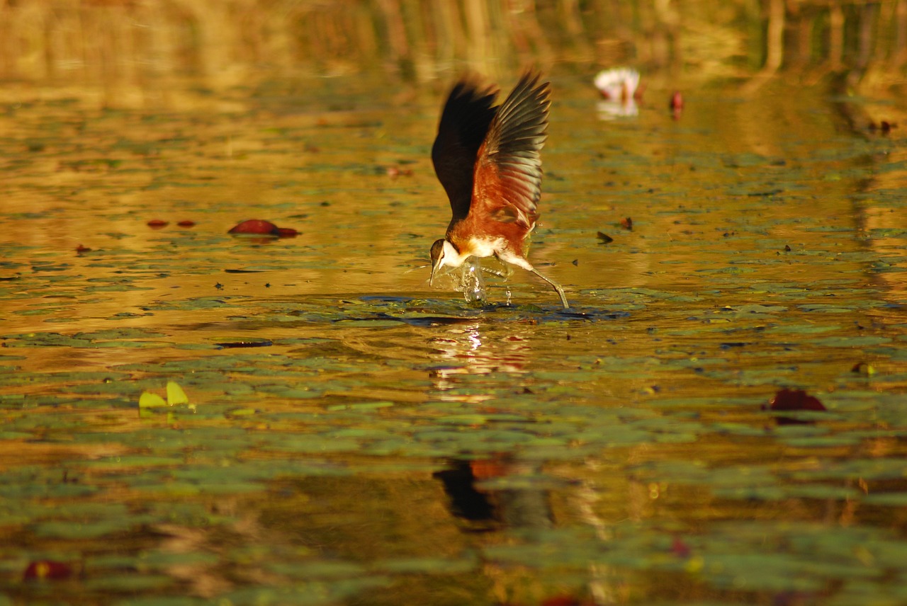 botswana bird africa free photo