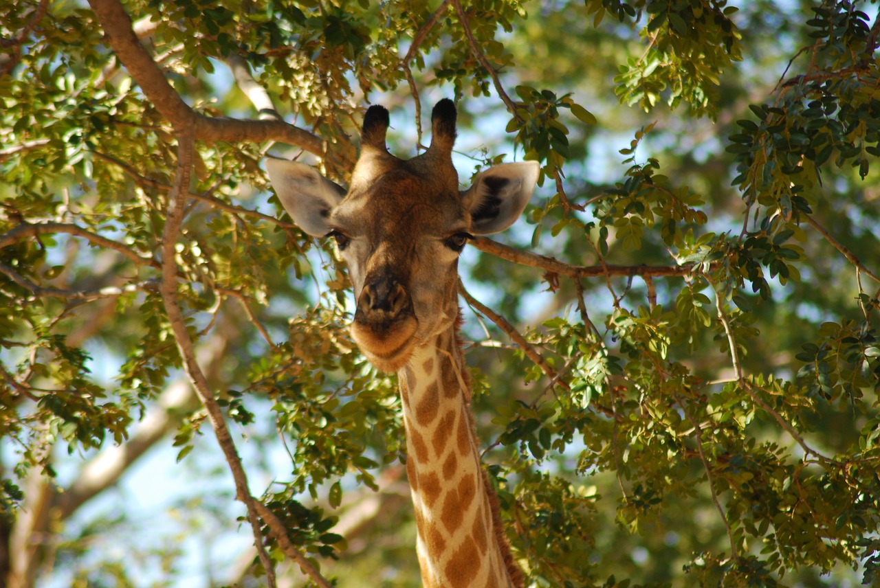 botswana giraffe africa free photo