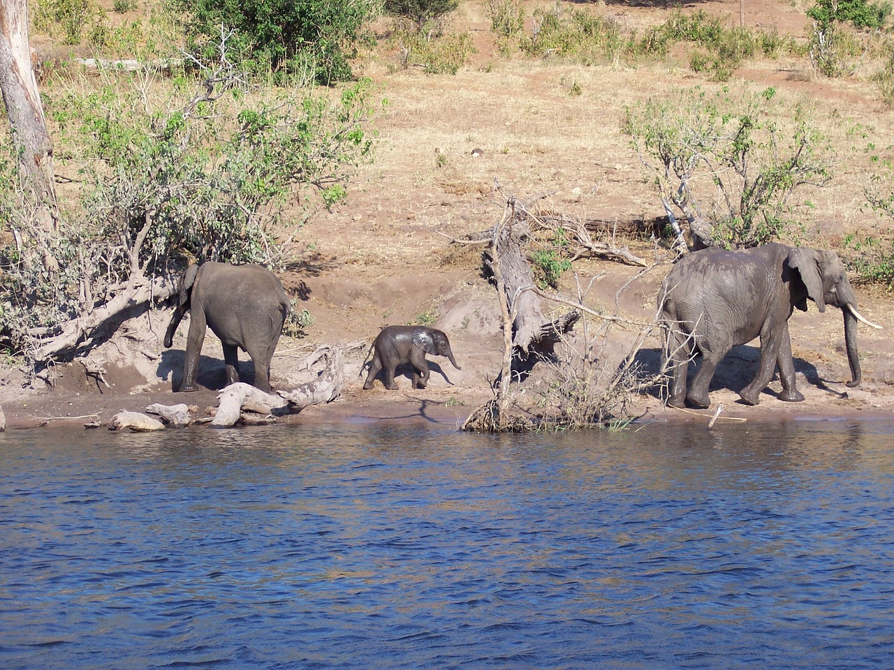 botswana baby elephant free photo