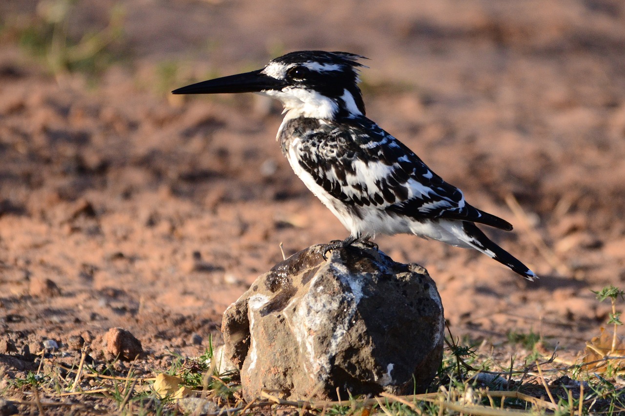 preferably kingfisher botswana free photo