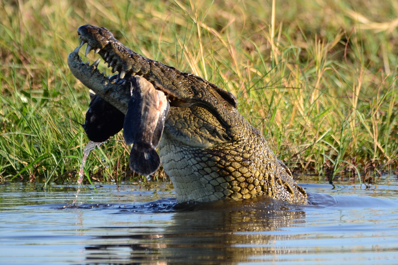 crocodile prey botswana free photo
