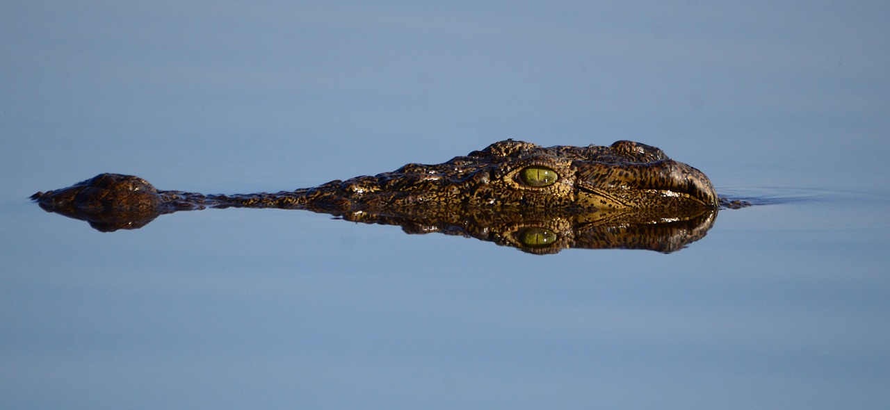 botswana crocodile mirroring free photo